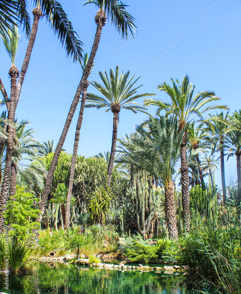 Obraz premium Palm Grove