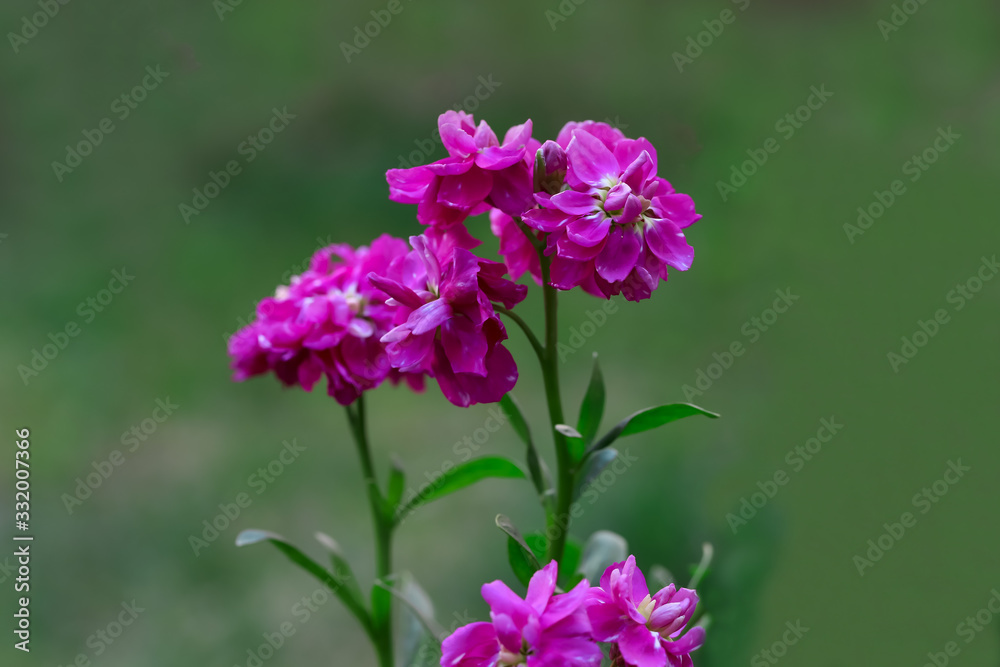 şebboy çiçeği ; Erysimum, Matthiola şebboy çiçeği ; Erysimum, Matthiola