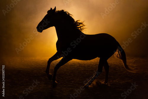 Silhouette of a galloping Andalusian horse with waving manes in a orange smokey atmosphere, against the light with smoke and a bright lamp