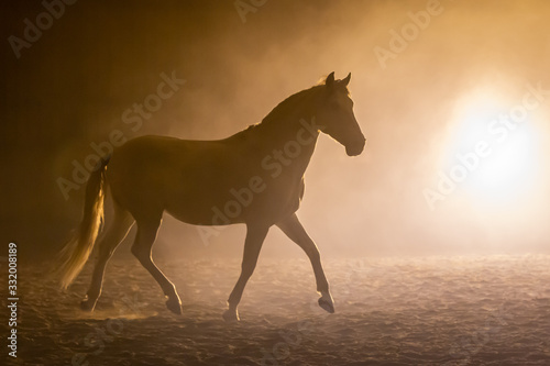 Silhouette of a trotting Andalusian horse in a orange smokey atmosphere, against the light with smoke and a bright lamp © LauraFokkema