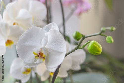 Orchid plant with green buds and flowering white flower on a windowsill close up. Growing orchids at home concept.