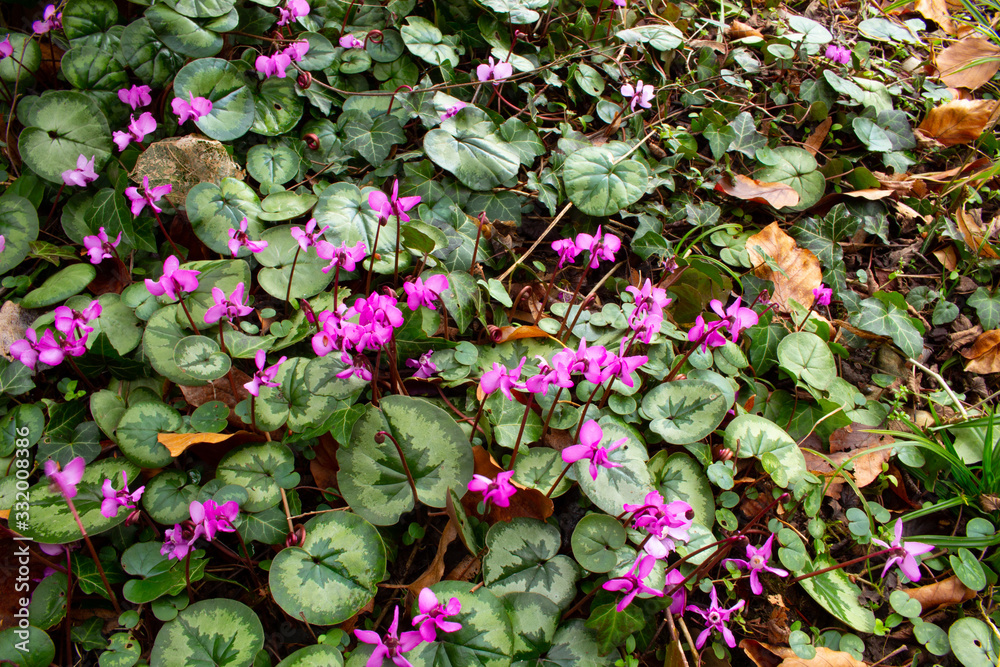 Top view of a group of purple european cyclamen, also called Cyclamen purpurascens or europaeisches Alpenveilchen Top view of a group of purple european cyclamen, also called Cyclamen purpurascens or europaeisches Alpenveilchen