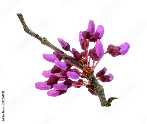 Isolated Virginia redbud tree buds.