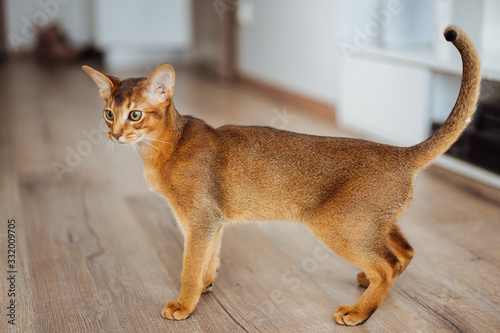 Very skinny abyssinian cat playing and jumping. photo