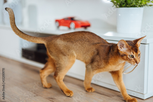 Very skinny abyssinian cat playing and jumping. photo