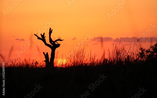 Tree silhouette in the grassland at sunset, Iberá Wetlan, Argentina