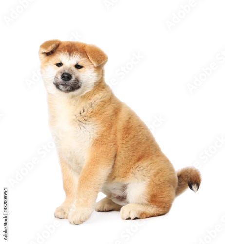 Cute Akita Inu puppy on white background. Baby animal © New Africa