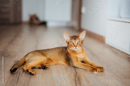 Gorgeous purebred abyssinian cat laying on the floor