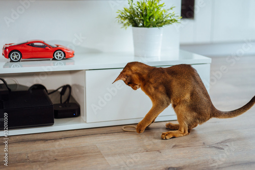 Young purebred abyssinian cat playing and jumping.