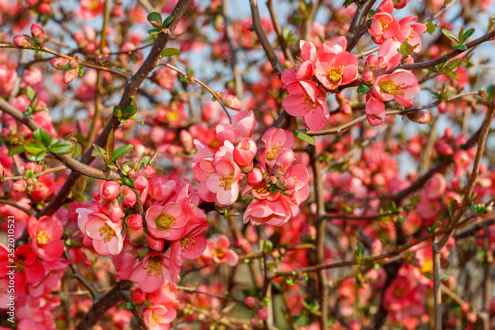 Close Up Pink Flowers Spring Blossom Close Up Pink Flowers Spring Blossom