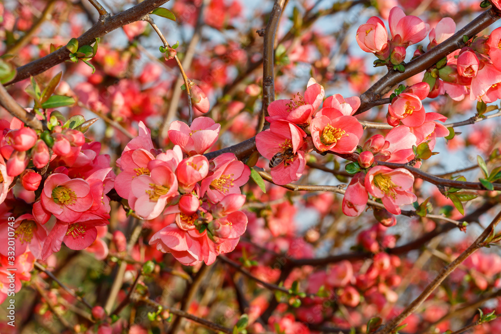 Close Up Pink Flowers Spring Blossom Close Up Pink Flowers Spring Blossom