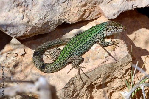 Ibiza wall lizard / Pityuseneidechse (Podarcis pityusensis formenterae) auf Formentera, Spanien photo