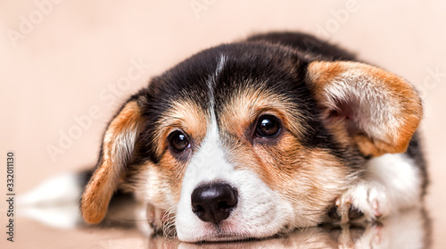 sad welsh corgi puppy tricolor looks and lies comfortably