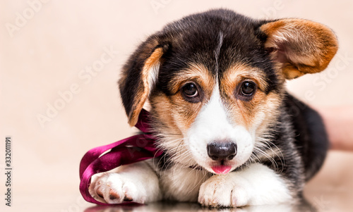 cute welsh corgi tricolor puppy looks and lies comfortably © Happy monkey
