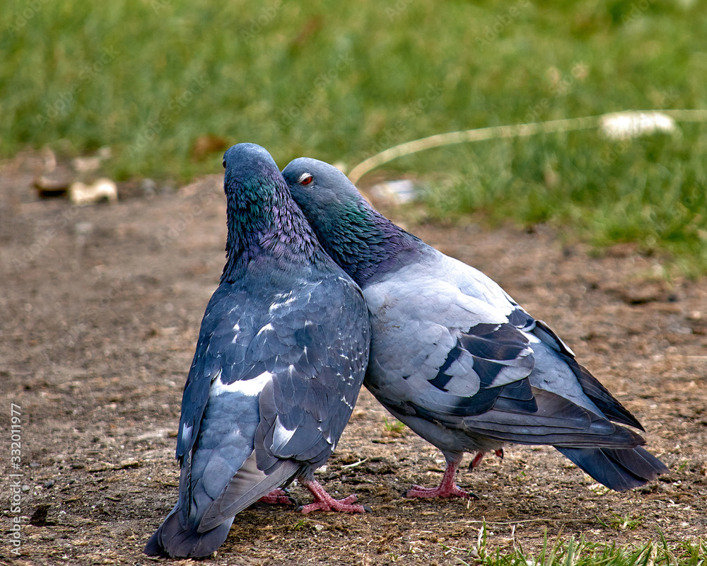 Obraz premium Two pigeons kissing. Breeding season of birds