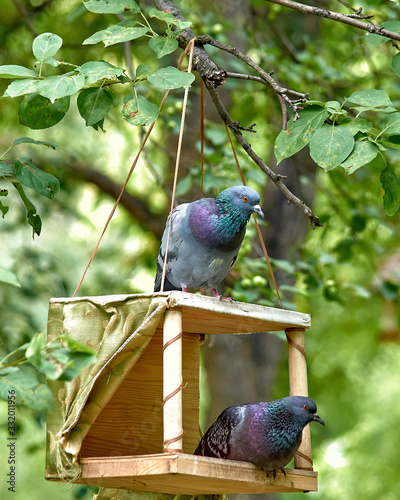 Pigeons sits in the feeder for birds, in summer