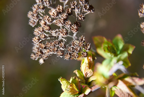 Young shoot on a perennial plant in the spring of Borschevik Mantegazzi photo