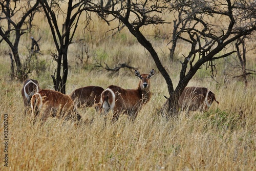 Herd of waterbucks at Nambiti Game Reserve photo