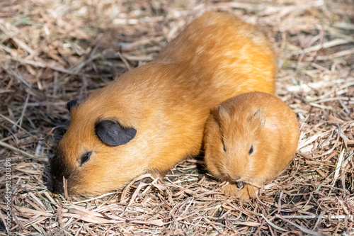 Guinea pig  cuy  cute animals  the mother and the baby
