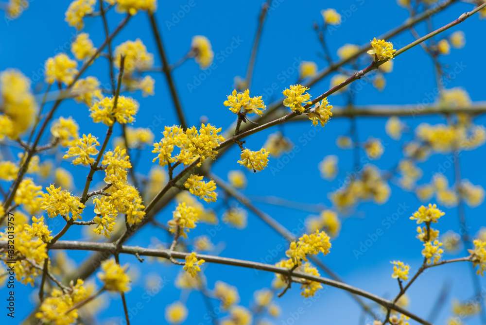Bright cornelian blossoms on blue sky background, spring has come Bright cornelian blossoms on blue sky background, spring has come