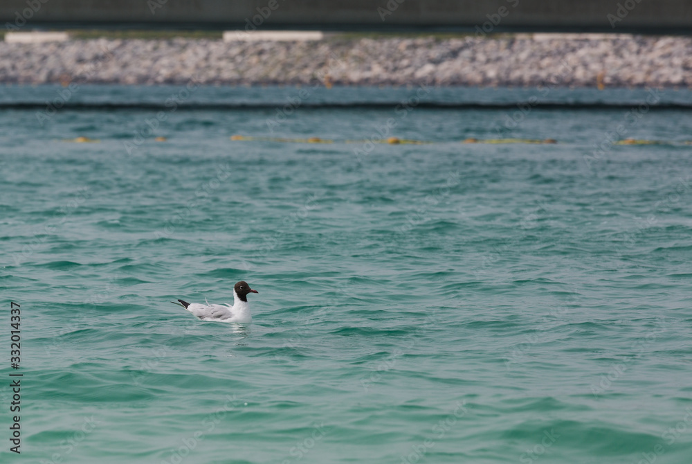 Sea beach sand seashore Seagull on the waves Sea beach sand seashore Seagull on the waves