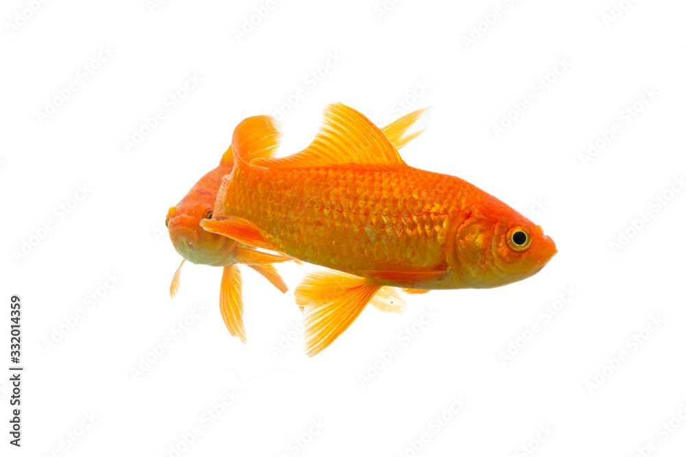 Gold fish Isolation on the white background. Gold fish Isolation on the white background.