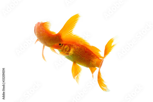 Gold fish Isolation on the white background.