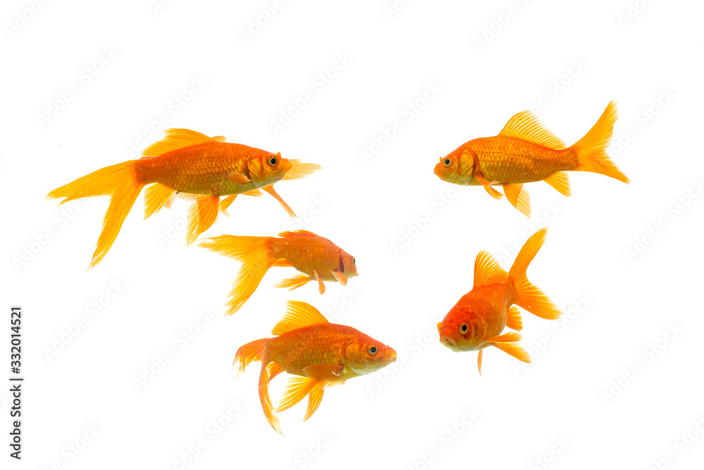 Gold fish Isolation on the white background. Gold fish Isolation on the white background.