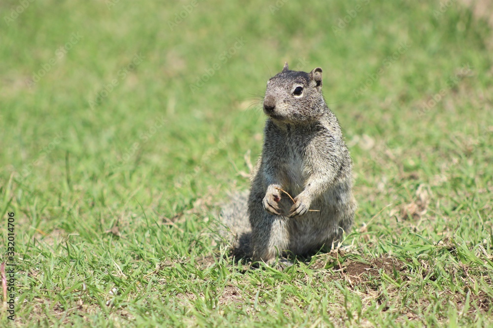 Naklejka premium Tree squirrel standing on the grass, in Cholula, Mexico