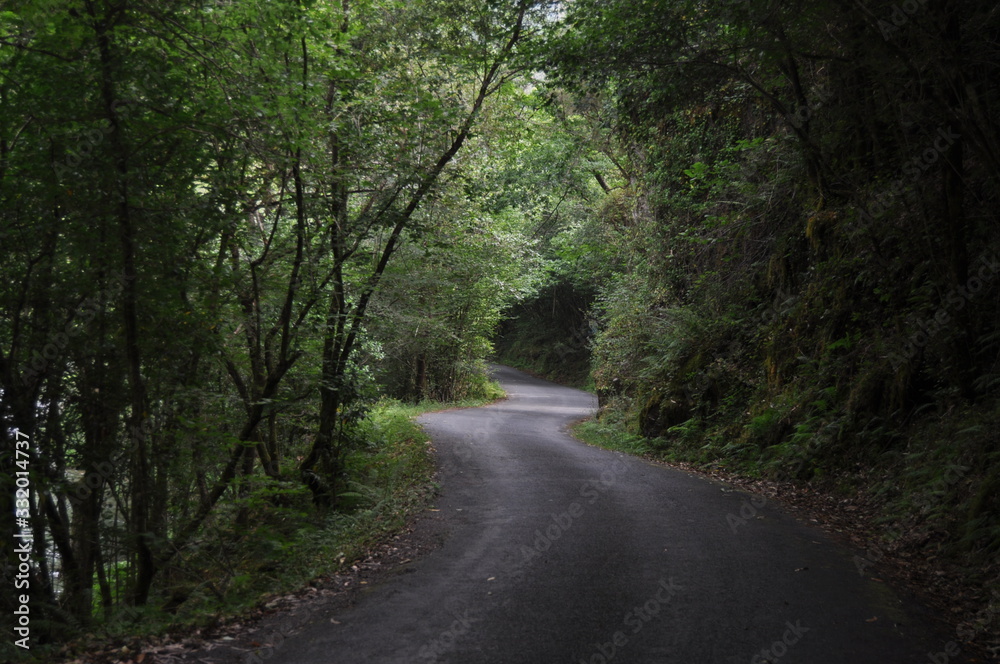 Road in vegetation between trees 