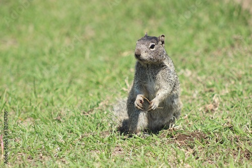 Tree squirrel standing on the grass  in Cholula  Mexico