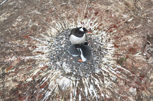 Female Gentoo Penguin (Pygoscelis papua) guarding her two chicks in the nest made of a circular pile of stones in a breeding colony, Carlini Base (Argentine permanent base), Antarctica