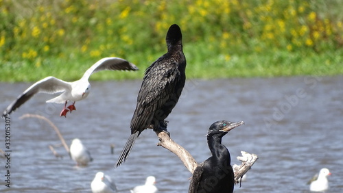  beautiful birds resting and flying