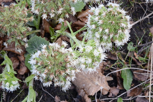 Foto Male White Butterburs, Petasites albus, Crawford Priory, Cupar, Fife, 19th March