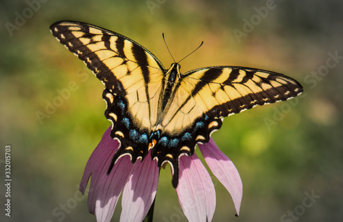 A swallowtail butterfly spreads its wings atop an ehinacea flower