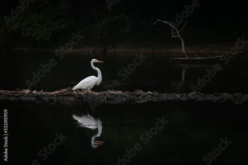 White egret surveys its watery domain
