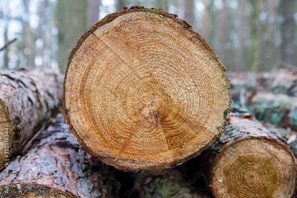 Cut down tree trunks on a pile in a forest Cut down tree trunks on a pile in a forest