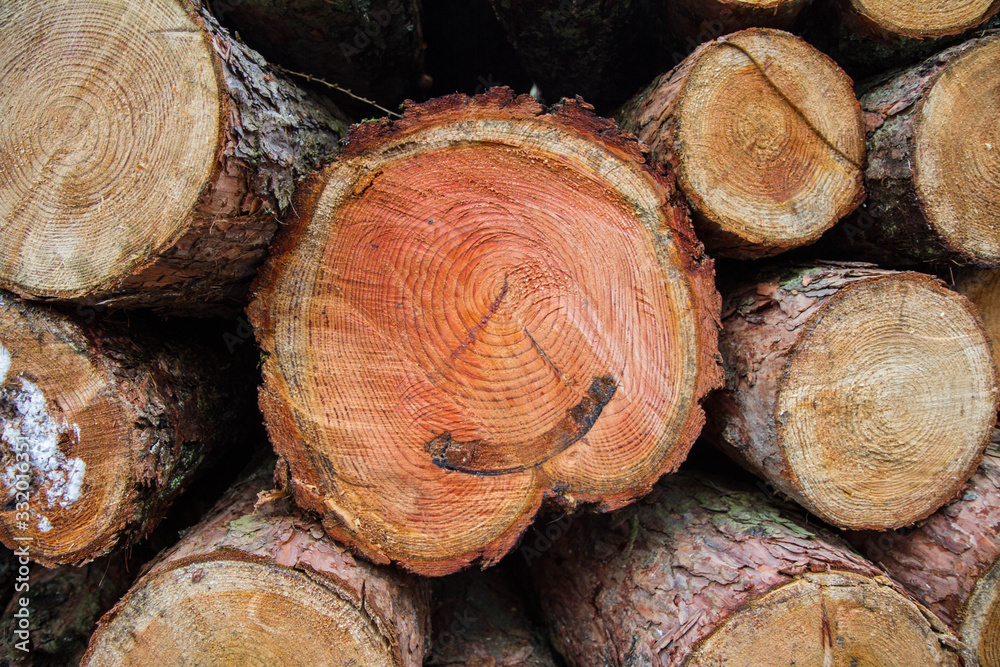 Cut down tree trunks on a pile in a forest Cut down tree trunks on a pile in a forest