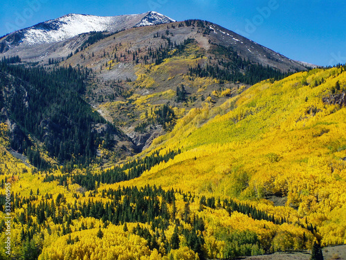 aspen in the mountains