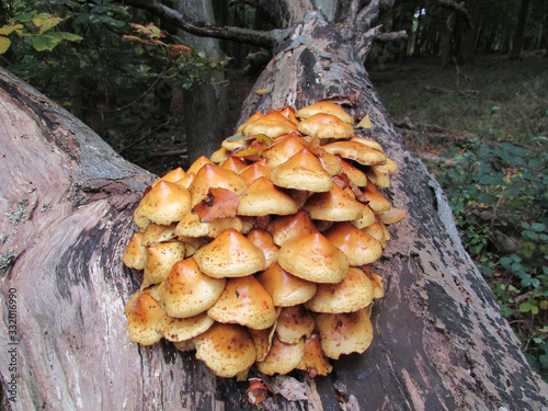 Fungus living on a tree