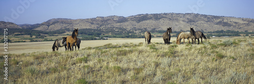 Panoramic image of wild horses of Black Hills Wild Horse Sanctuary, the home to America's largest wild horse herd, Hot Springs, South Dakota