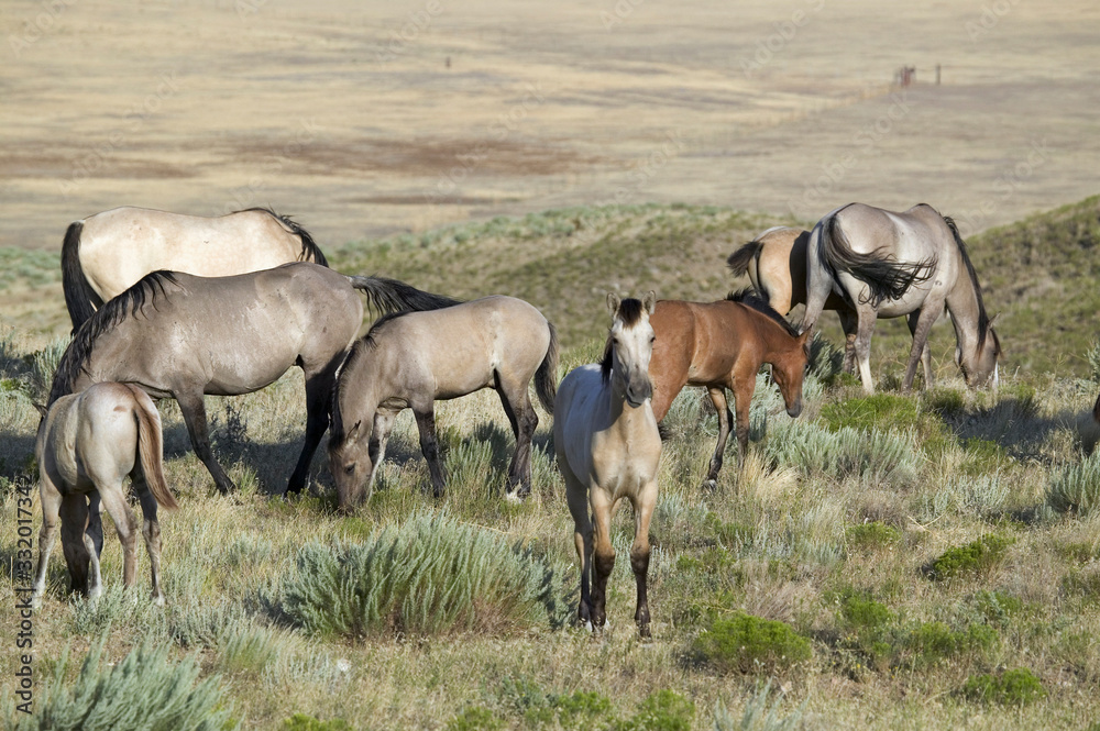 Black Hills Wild Horse Sanctuary, home to America's largest wild horse herd, Hot Springs, South Dakota Black Hills Wild Horse Sanctuary, home to America's largest wild horse herd, Hot Springs, South Dakota