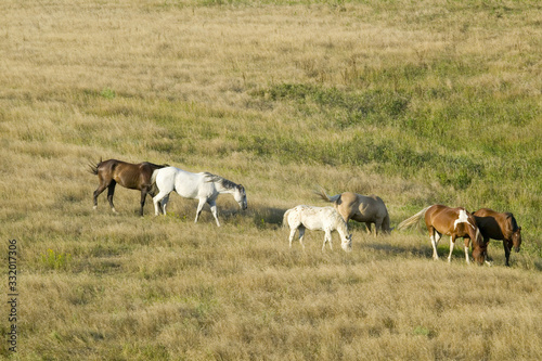 Horses grazing near Lower Brule, South Dakota © spiritofamerica