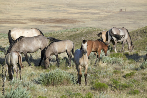 Black Hills Wild Horse Sanctuary, home to America's largest wild horse herd, Hot Springs, South Dakota