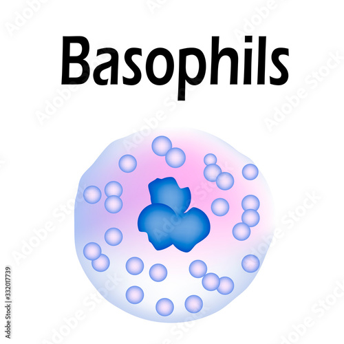 Basophils structure. Basophils blood cells. White blood cells. leukocytes. Infographics. Vector illustration on isolated background.