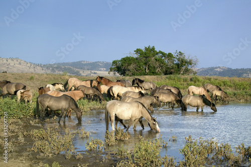Large group of wild horses wading into pond at Black Hills Wild Horse Sanctuary  the home to America s largest wild horse herd  Hot Springs  South Dakota