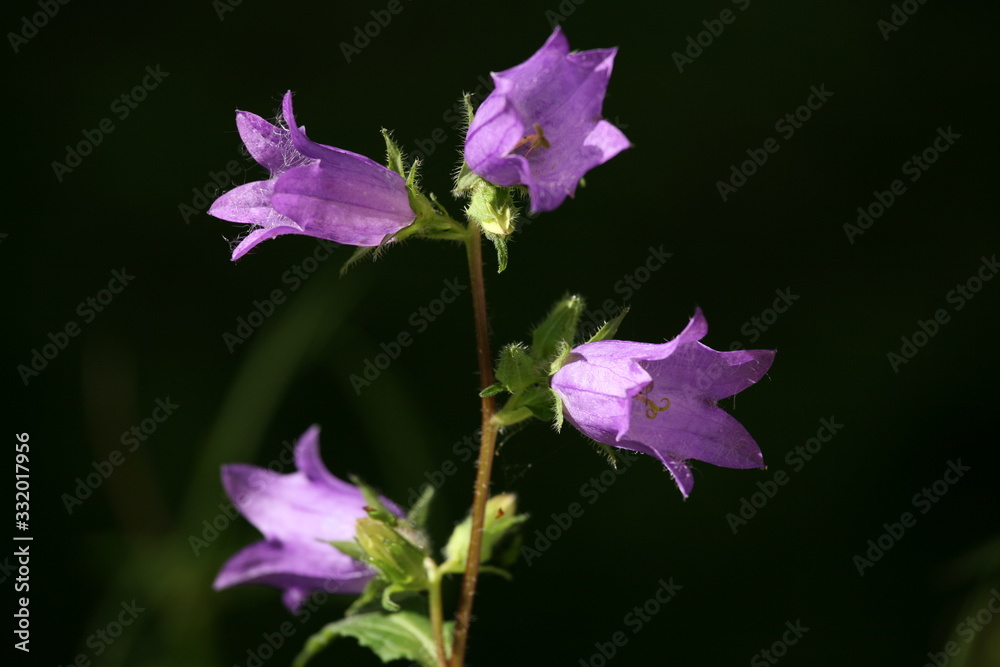 Obraz premium Glockenblumen in der Sonne