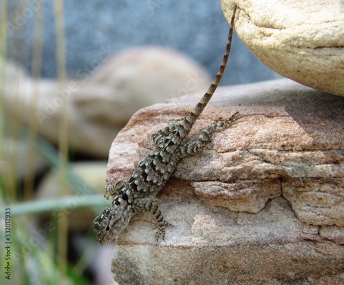 Quadro em tela Closeup of a lizard on the side of a rock located in the Tonto National Forest