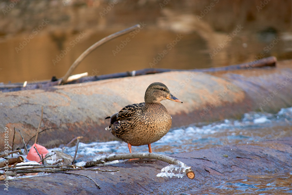 Fototapeta premium duck looking for food in the polluted environment