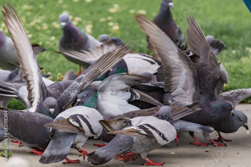 Pigeon feeding frenzy